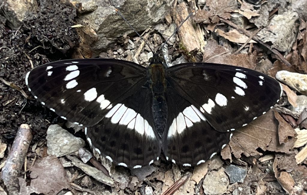 Nymphalidae.: Limenitis camilla